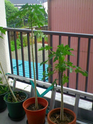 a-20090624 005.jpg