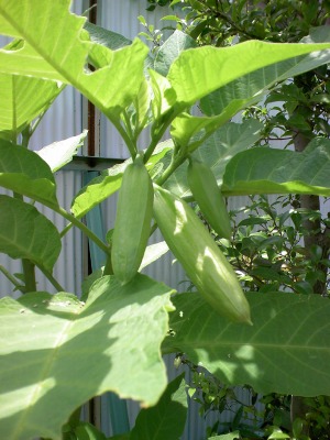 a-20090612 020.jpg