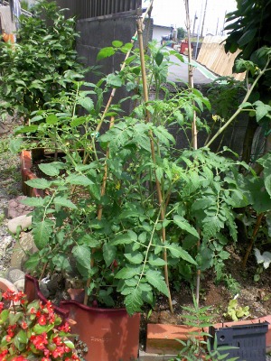 a-20090612 026.jpg