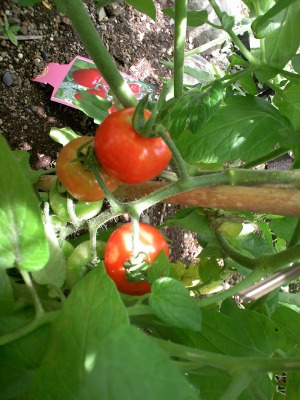 a-20090612 027.jpg