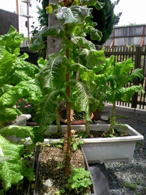 a-20090612 038.jpg