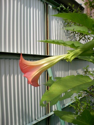 a-20090615 007.jpg