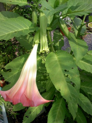 a-20090615 014.jpg