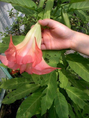 a-20090615 013.jpg