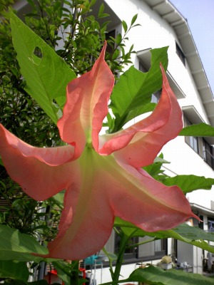 a-20090615 009.jpg