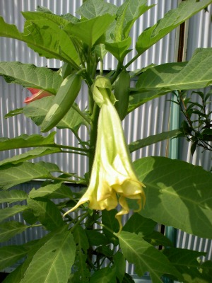 a-20090615 006.jpg