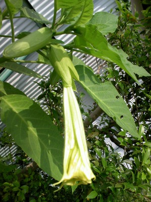 a-20090615 005.jpg