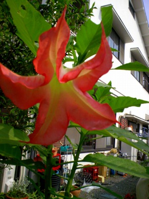 a-20090615 012.jpg