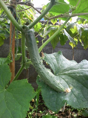 a-20090615 003.jpg