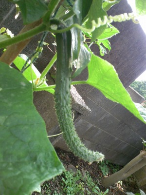 a-20090615 004.jpg