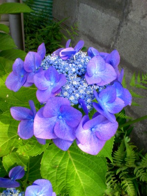 a-20090615 001.jpg