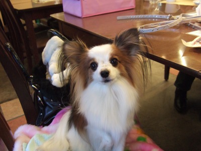 さらふわぽわーん