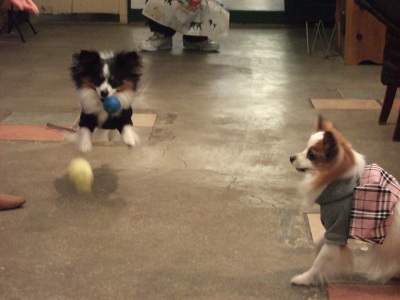 とびますとびます