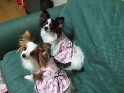 ポーズ=*＾∇＾*=