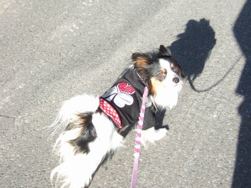 歩きやすいわん