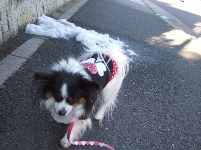 ちべたいけど頑張らなきゃらわ～