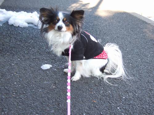 ちょっとやすもー