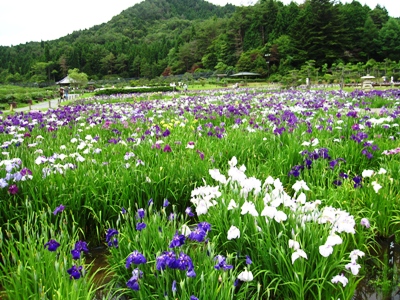 菖蒲3