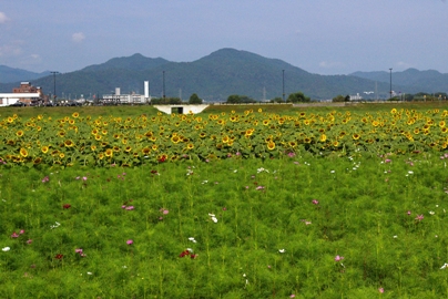 ひまわり４