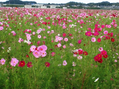 コスモス400