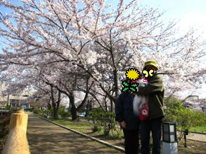 桜２