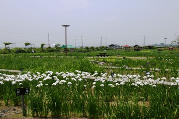 花菖蒲園