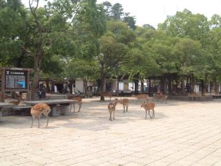 宮島桟橋前