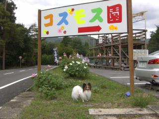 コスモス園１
