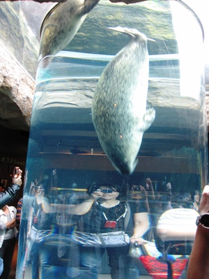 アザラシ