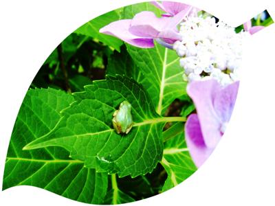 紫陽花