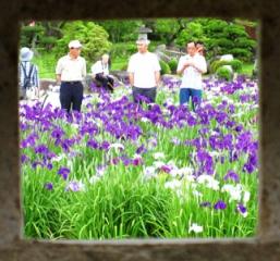 菖蒲1