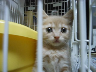 ねこ