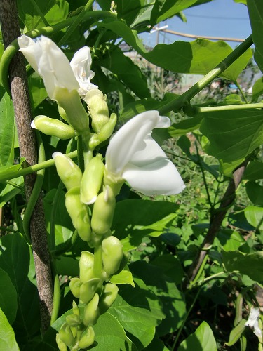 なた豆の花