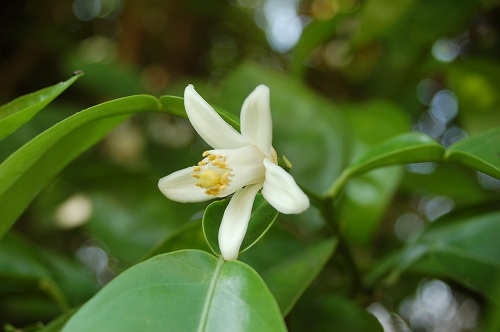 かぼすの花 花と菜園のアラカルト 楽天ブログ