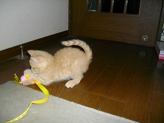 ねこ