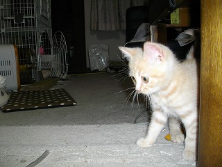 ねこ２