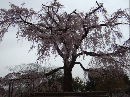 円山公園