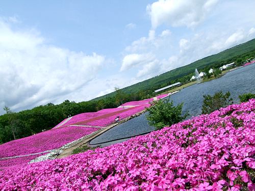 レジーナの森・芝桜003