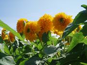 ひまわり003