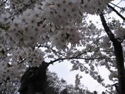 さくら　花びら001