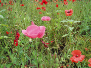 ポピー001