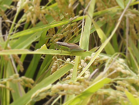 稲の中のイナゴ001