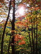 中津川渓谷紅葉003