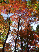 中津川渓谷紅葉007