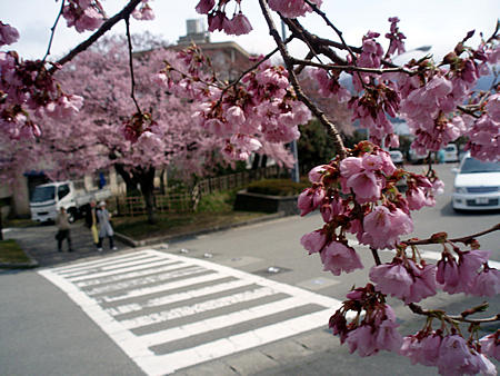 図書館の桜002