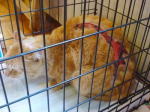 上野毛虐待猫３