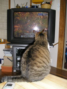 テレビを見るるき