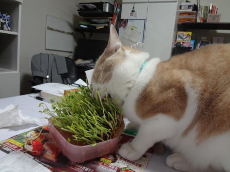 豆苗を貪り食うキラ