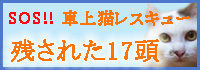 車上猫レスキュー残された17頭