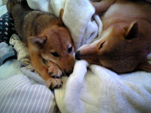 なかよくおねんね